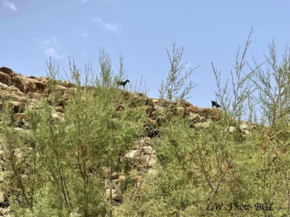 Barranco de Rio Cabras II