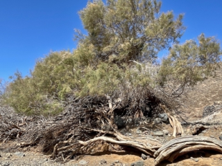 Ajuy, Palmenoase und Felsentor.