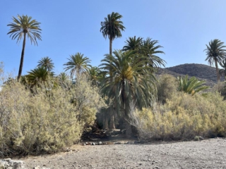Ajuy, Palmenoase und Felsentor.