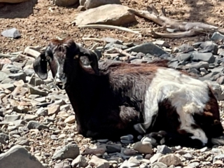 Ajuy, Palmenoase und Felsentor.