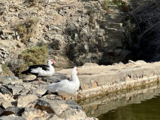 Ajuy, Palmenoase und Felsentor.
