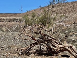 Ajuy, Palmenoase und Felsentor.