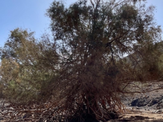 Ajuy, Palmenoase und Felsentor.