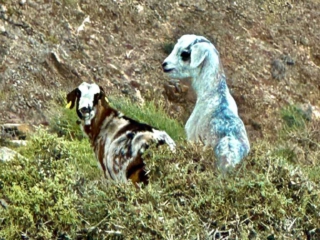 Morro de los Halcones