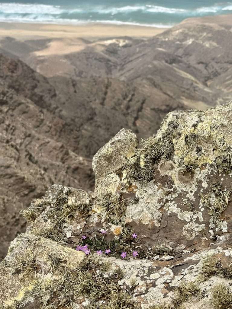 Los Canarios 37 Barranco de Los Canarios