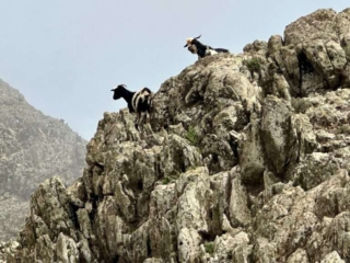 Barranco de Los Canarios