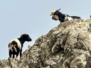 Barranco de Los Canarios